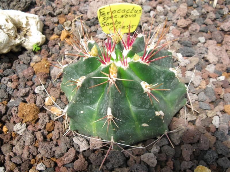 Ferocactus spec. nova 