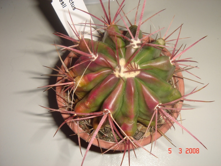 ferocactus pilosus 