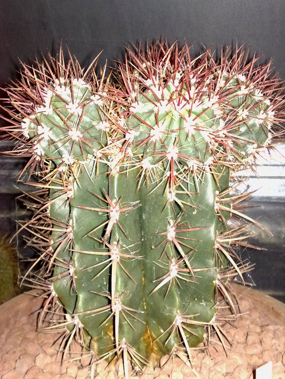 Ferocactus stainesii 