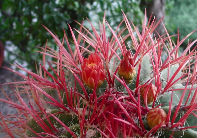 Ferocactus stainesii 