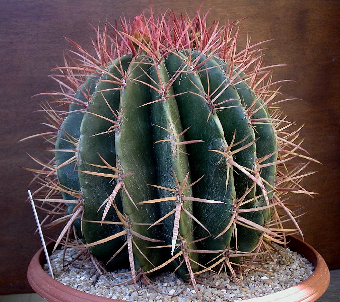 Ferocactus stainesii 