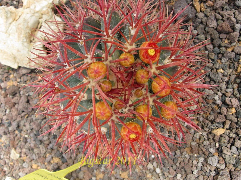 Ferocactus stainesii 