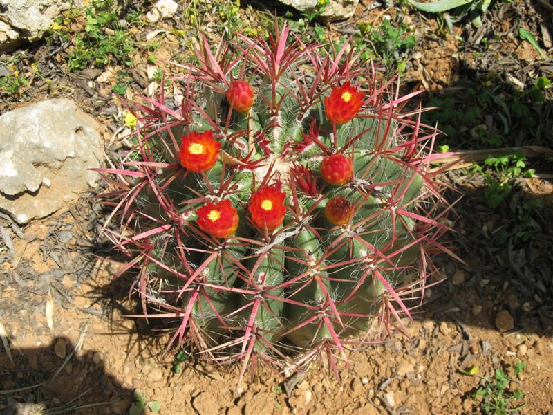 Ferocactus stainesii 