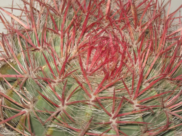 Ferocactus stainesii v. pilosus 