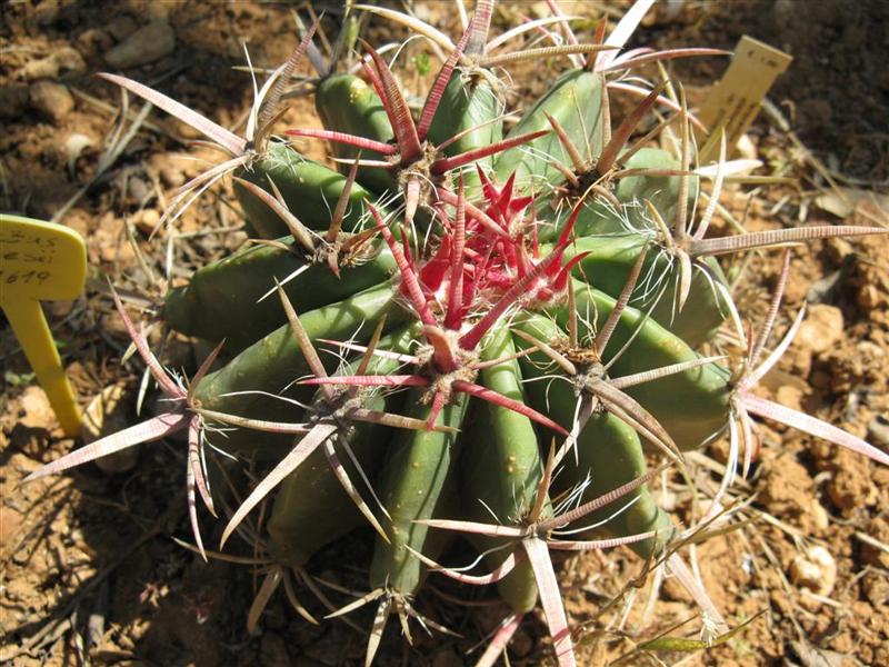 Ferocactus stainesii SB 1619