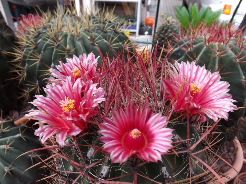 Ferocactus stainesii v. pilosus 