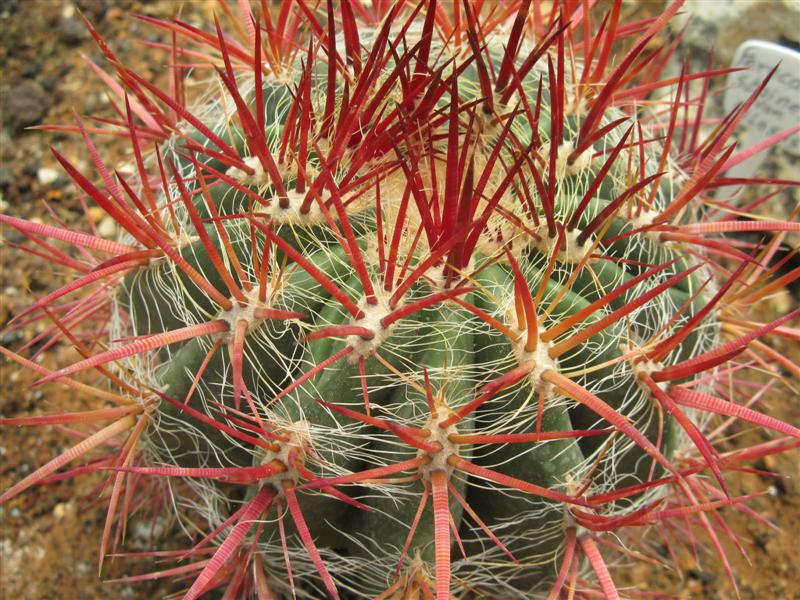 Ferocactus stainesii v. pilosus 