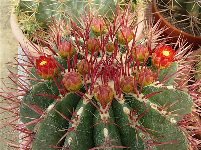 Ferocactus stainesii 