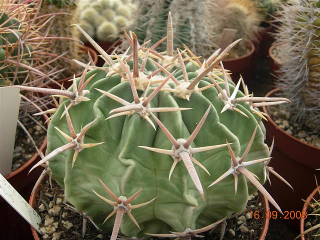 Echinocactus texensis 