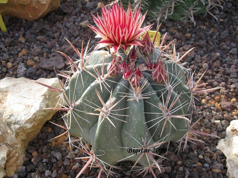 Ferocactus townsendianus PP 151