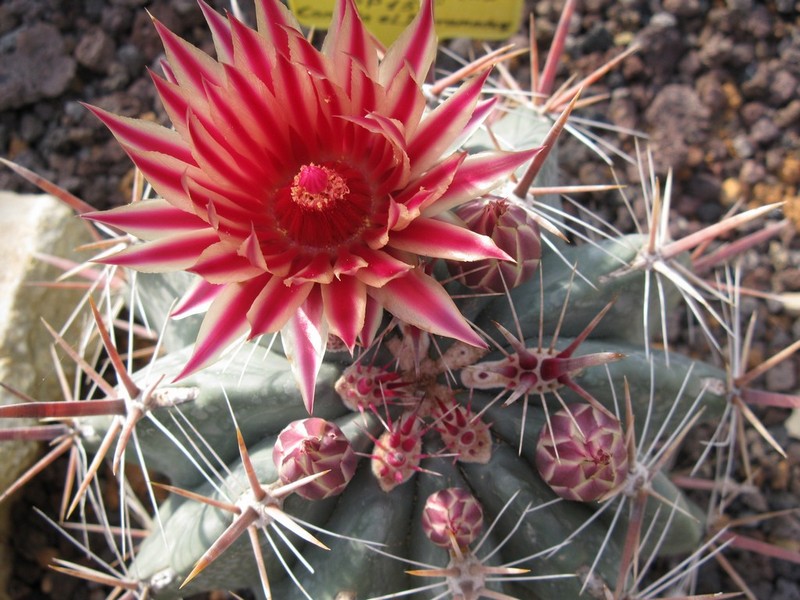 Ferocactus townsendianus PP 151