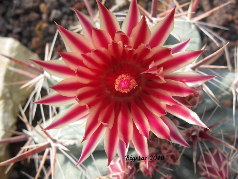 Ferocactus townsendianus PP 151