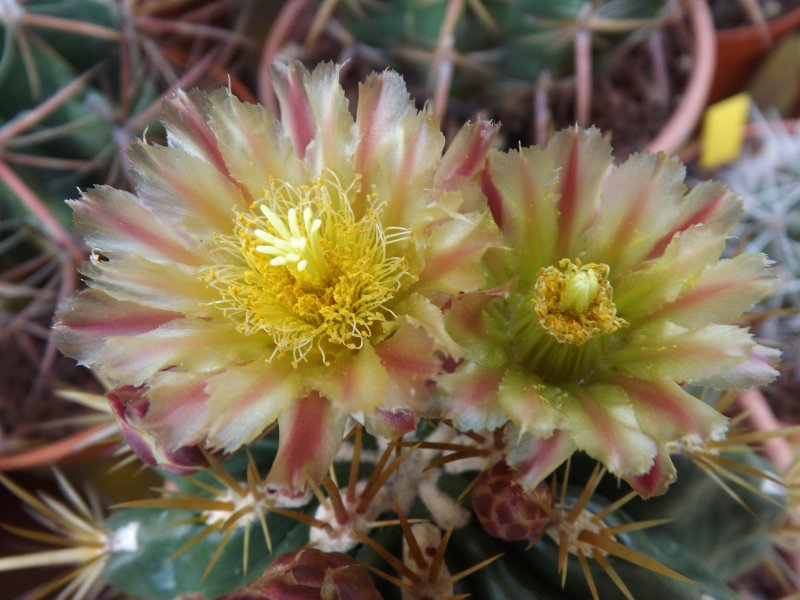 Ferocactus viridescens 