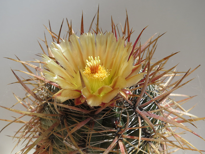 Ferocactus viridescens ssp. littoralis 