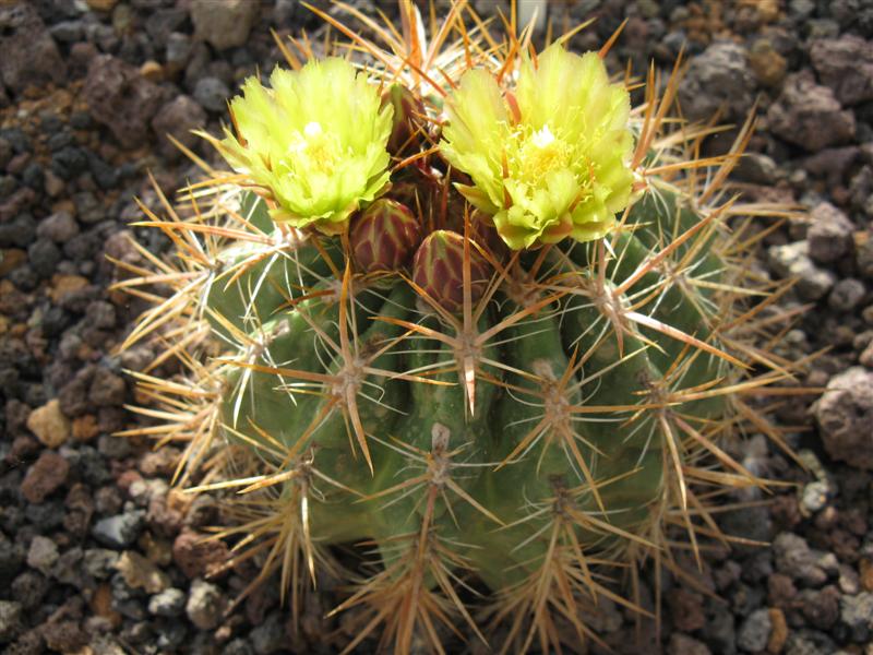 Ferocactus viridescens v. orcuttii 