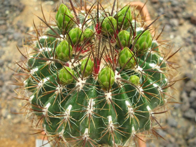 Ferocactus viridescens v. littoralis 