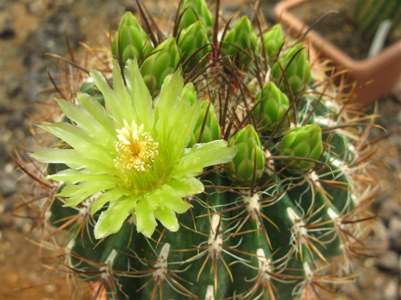 Ferocactus viridescens v. littoralis 