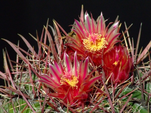 Ferocactus wislizeni 