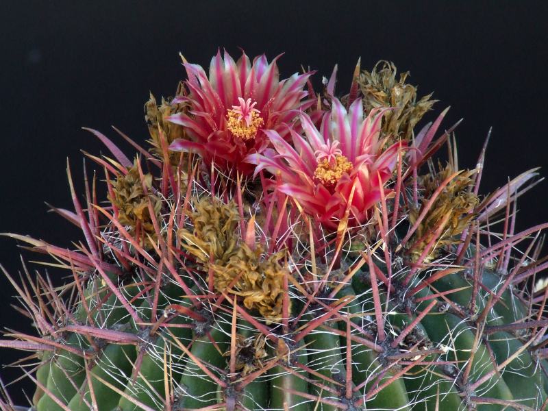 Ferocactus wislizeni 