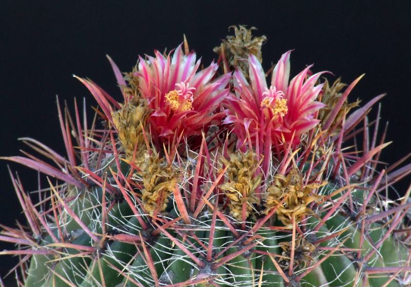 Ferocactus wislizeni 