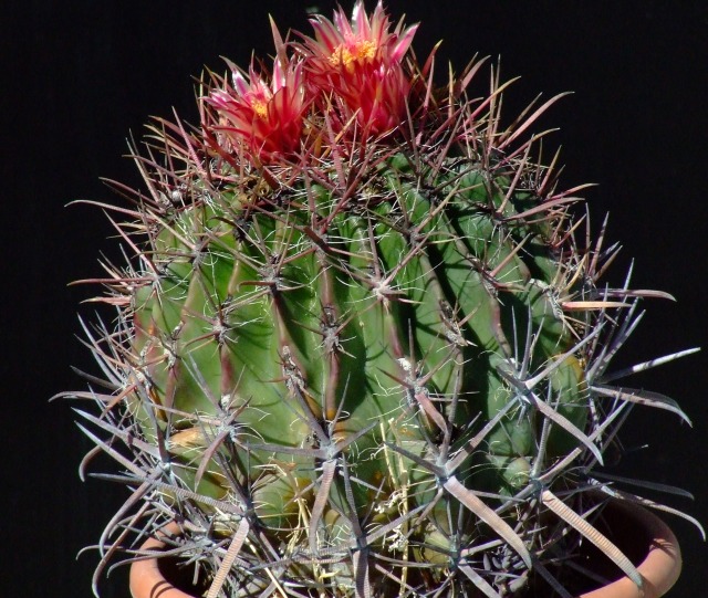 Ferocactus wislizeni 