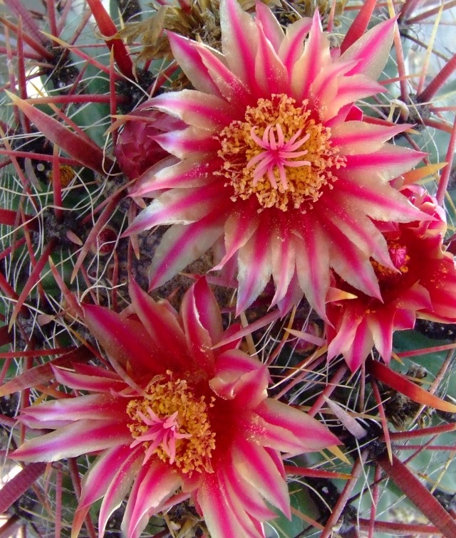 Ferocactus wislizeni 