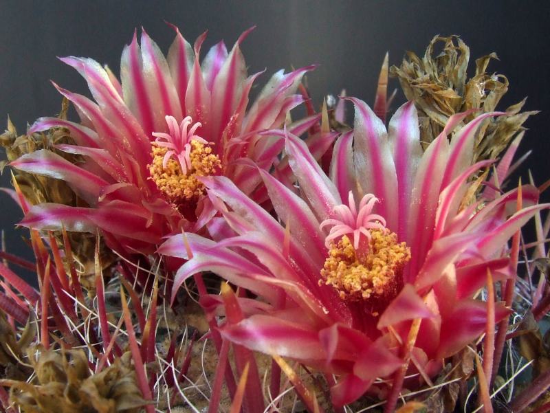 Ferocactus wislizeni 