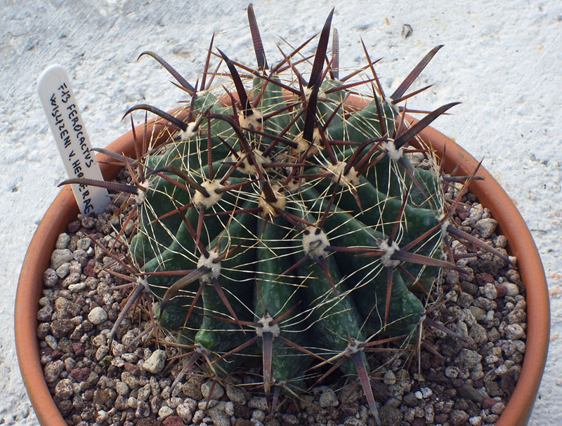 Ferocactus wislizeni ssp. herrerae 