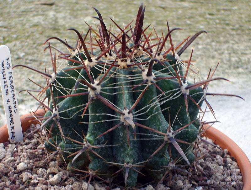 Ferocactus wislizeni ssp. herrerae 