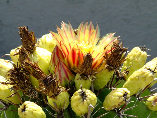 Ferocactus wislizeni ssp. herrerae 