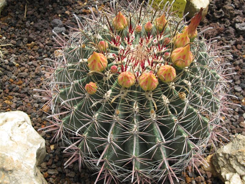 Ferocactus wislizeni 