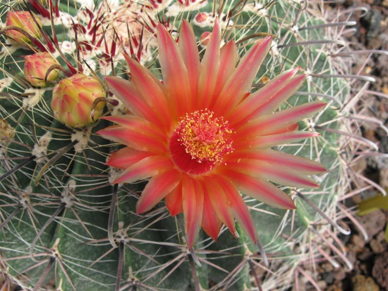 Ferocactus wislizeni 