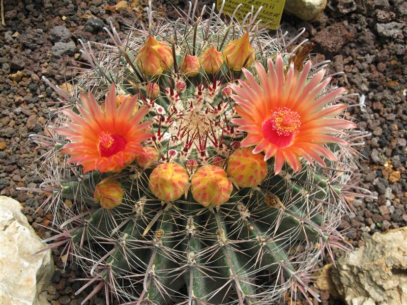 Ferocactus wislizeni 