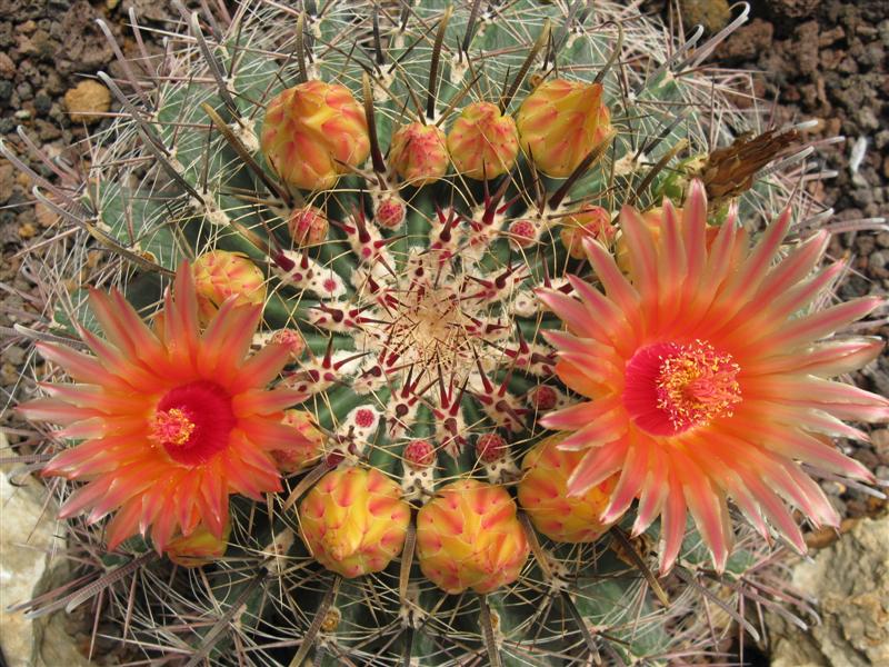 Ferocactus wislizeni 
