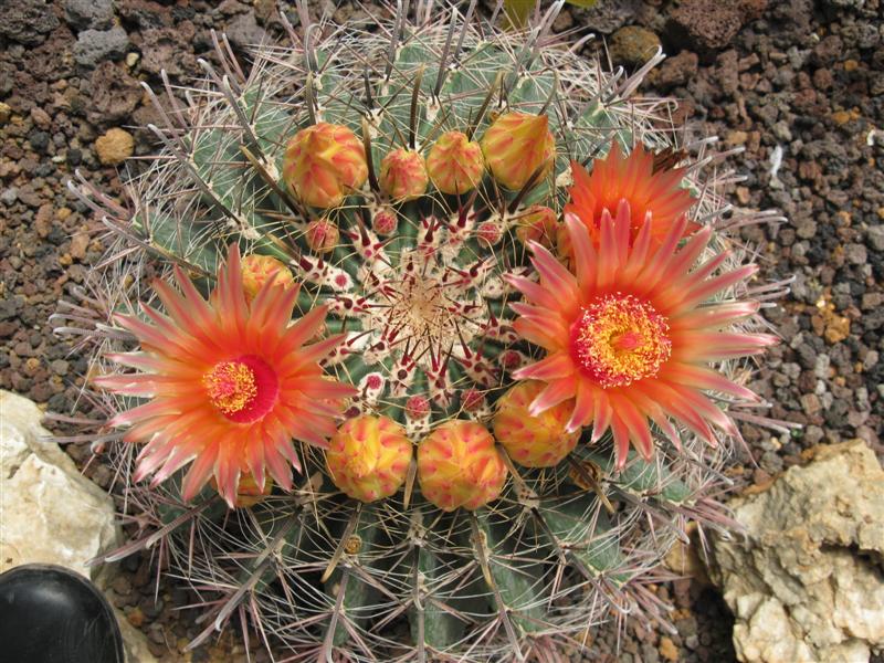 Ferocactus wislizeni 