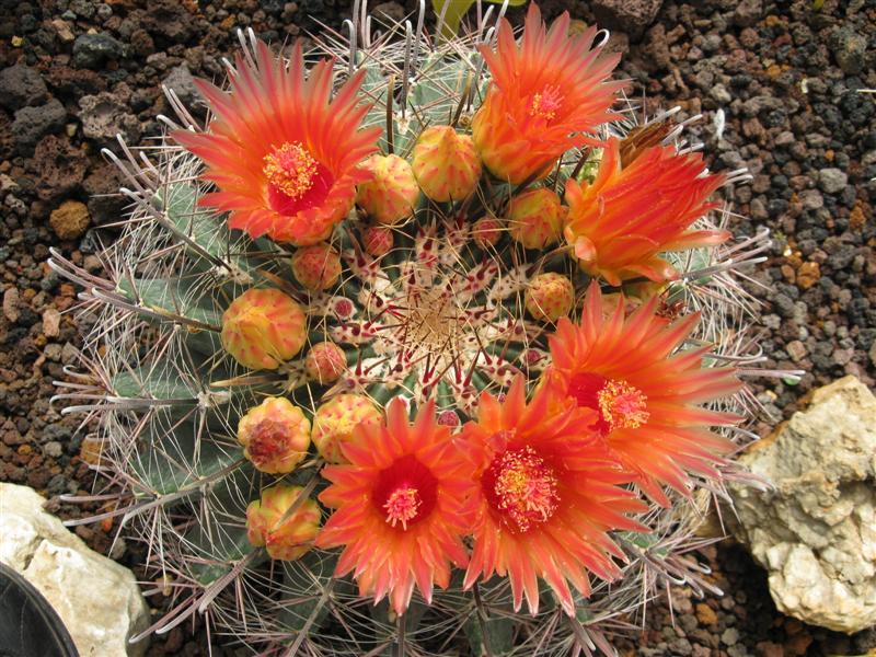 Ferocactus wislizeni 