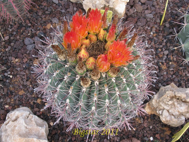 Ferocactus wislizeni 