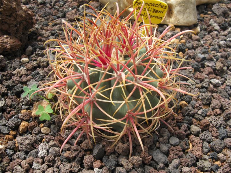 Ferocactus wislizeni 