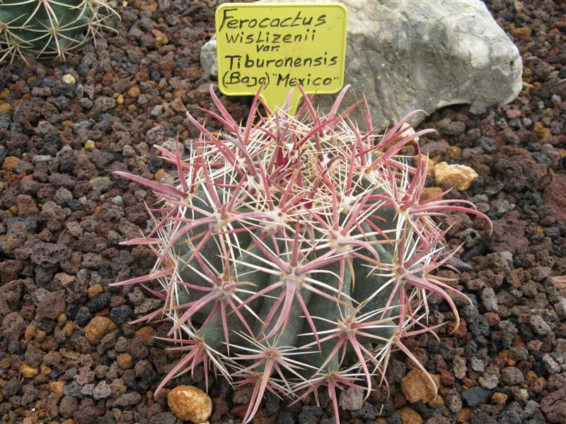 Ferocactus wislizeni v. tiburonensis 