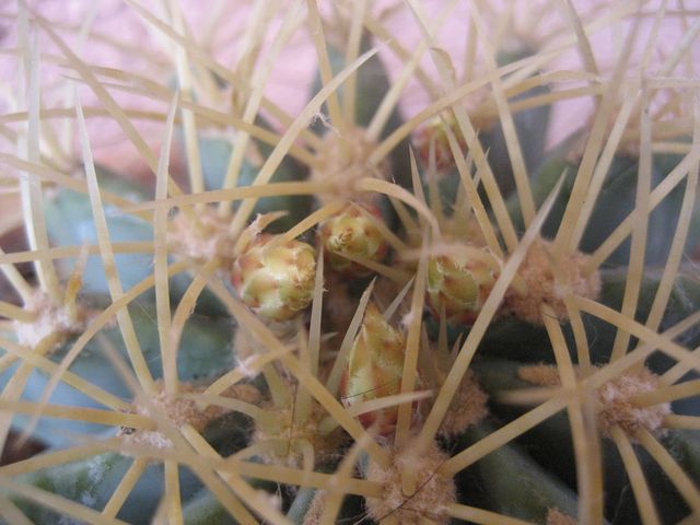 Ferocactus glaucescens 