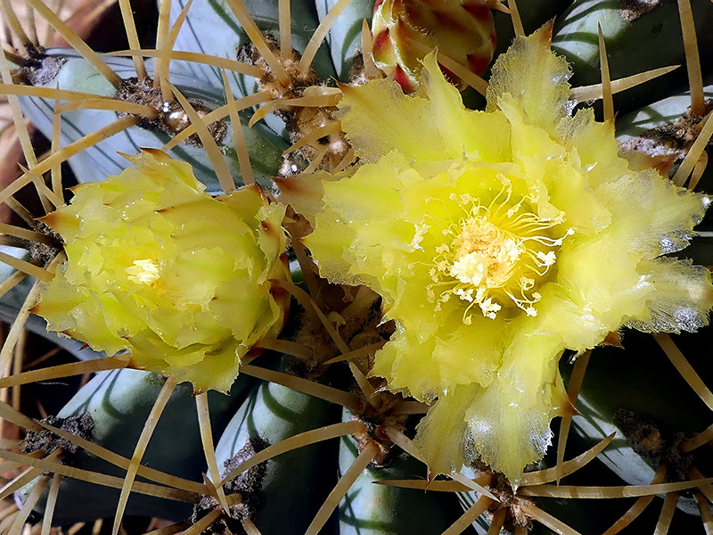 Ferocactus glaucescens 