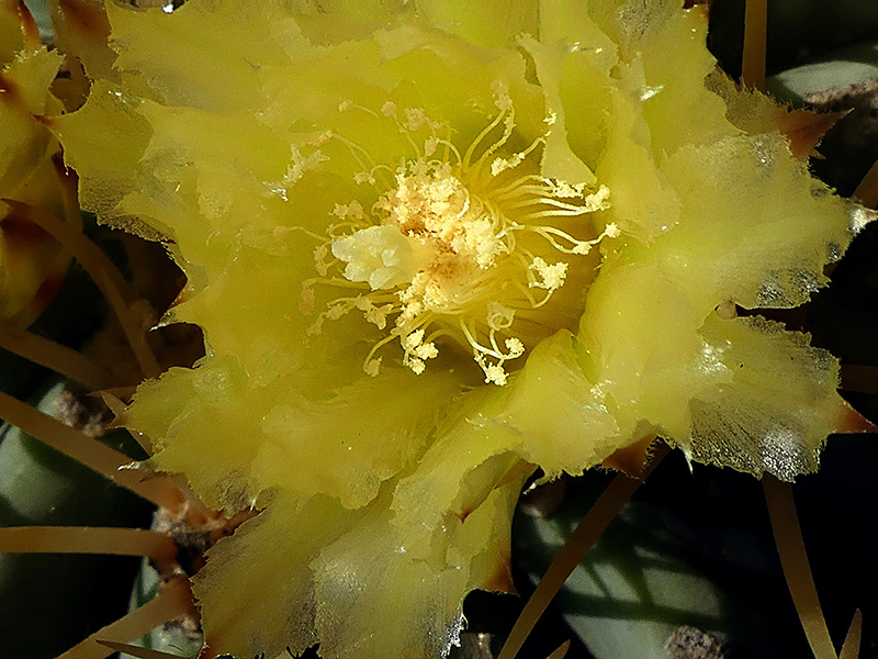 Ferocactus glaucescens 