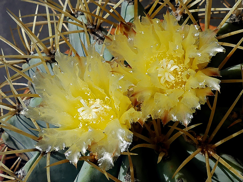 Ferocactus glaucescens 