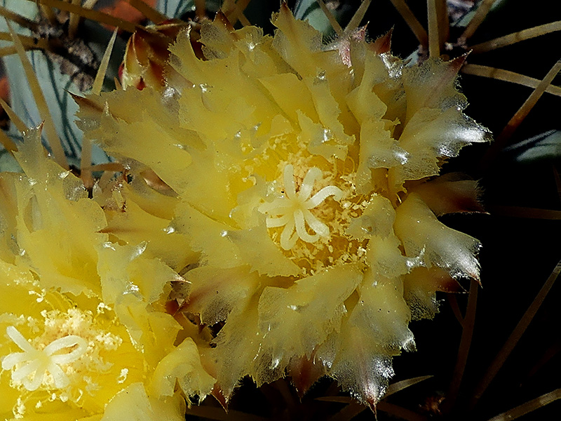 Ferocactus glaucescens 