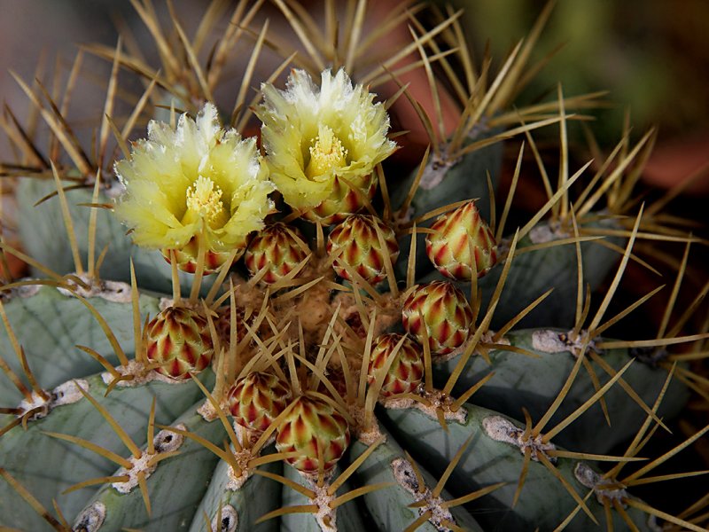 Ferocactus glaucescens 