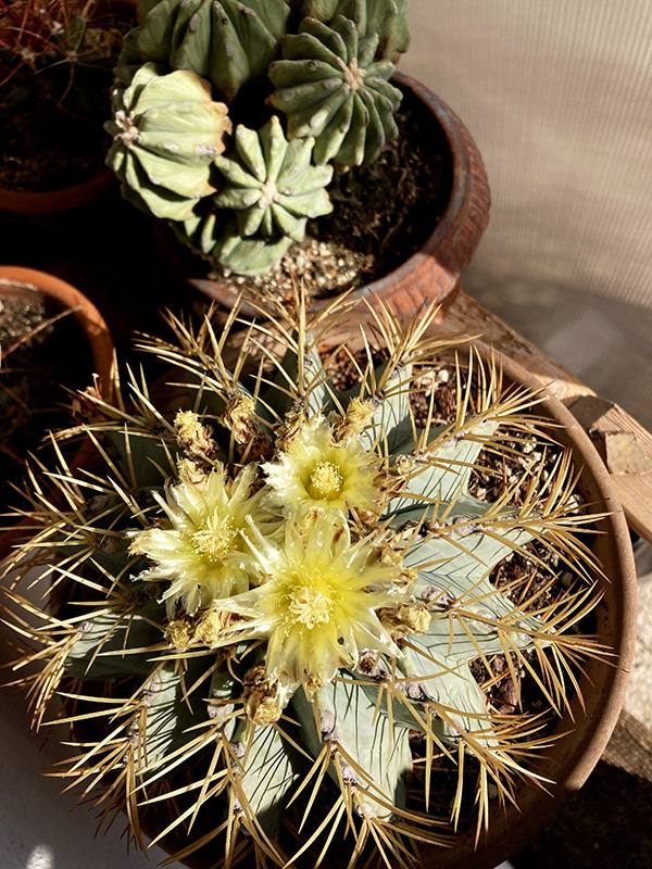 Ferocactus glaucescens 
