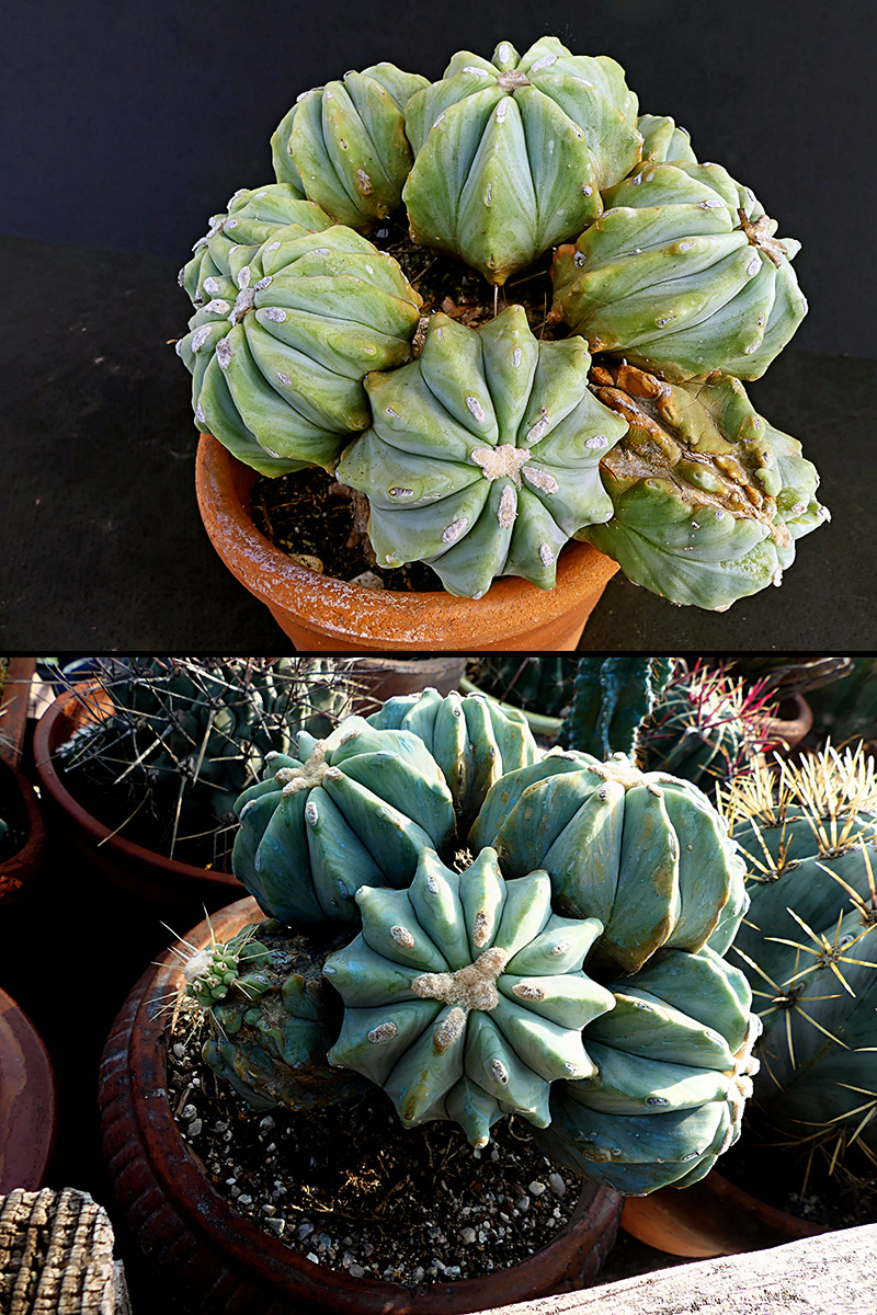 Ferocactus glaucescens v. inermis 