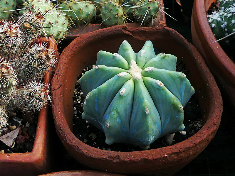 Ferocactus glaucescens v. inermis 