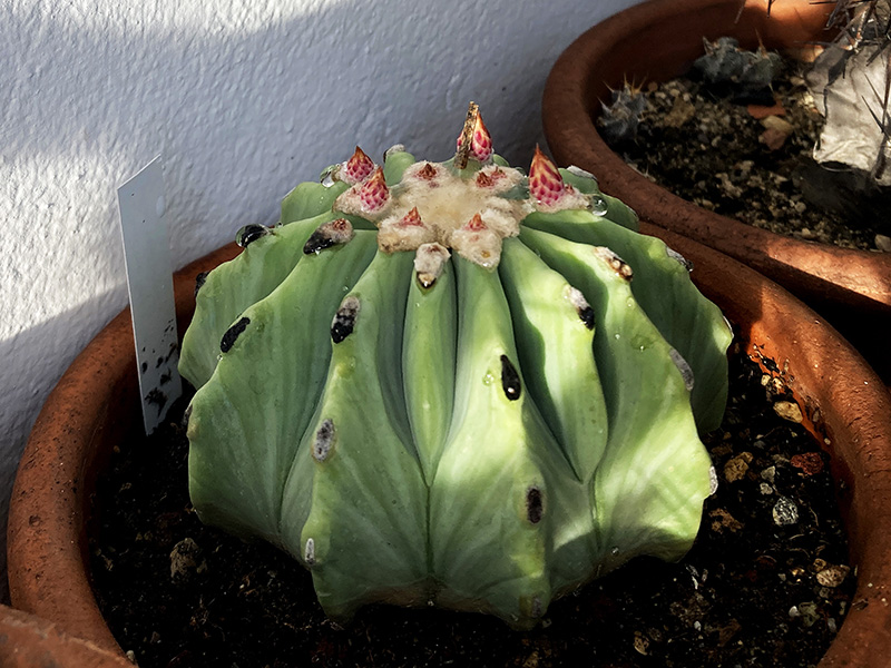 Ferocactus glaucescens v. inermis 