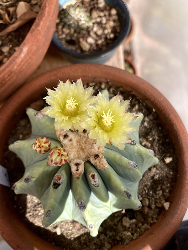 Ferocactus glaucescens v. inermis 